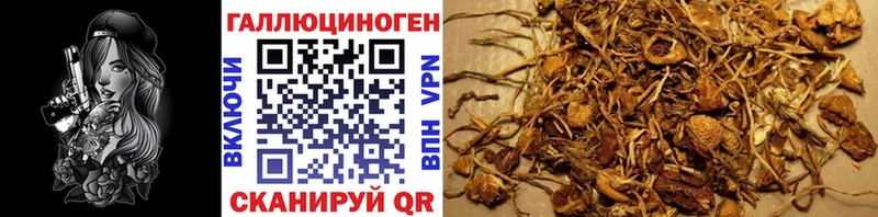 хочу   Знаменск  Псилоцибиновые грибы Psilocybe 